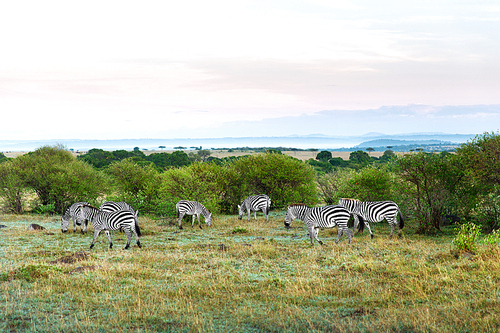 animal, nature and wildlife concept - herd of zebras grazing in maasai mara national reserve savannah at africa