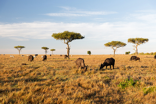 animal, nature and wildlife concept - buffalo bulls grazing in maasai mara national reserve savannah at africa