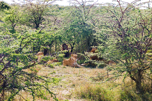 animal, nature and wildlife concept -  of lions resting in maasai mara national reserve savannah at africa