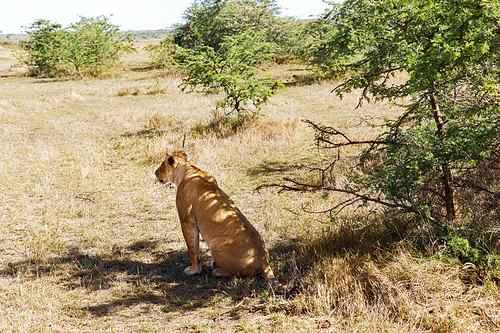 animal, nature and wildlife concept - lioness hunting in maasai mara national reserve savannah at africa