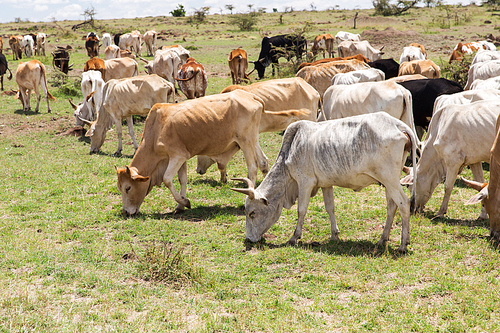 animal, nature, cattle and wildlife concept - herd of cows grazing in savannah at africa