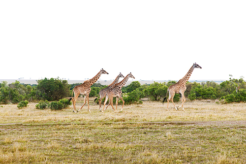 animal, nature and wildlife concept - group of giraffes walking along maasai mara national reserve savannah at africa