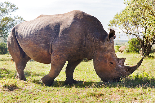 animal, nature, fauna and wildlife concept - rhino grazing in savannah at africa