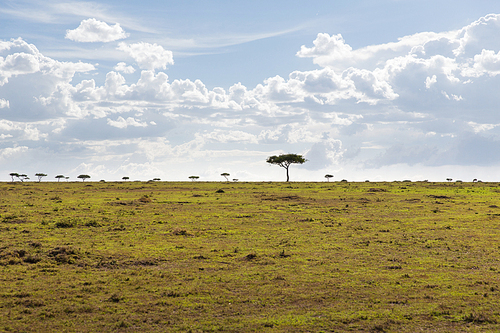 nature, landscape, environment and wildlife concept - acacia trees in maasai mara national reserve savannah at africa