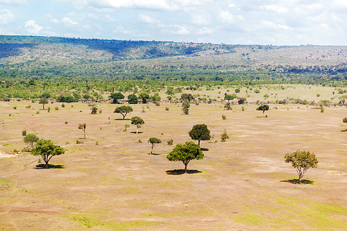 nature, landscape, environment and wildlife concept - acacia trees in maasai mara national reserve savannah at africa