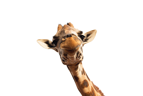 animal, nature and wildlife concept - close up of giraffe head isolated on white
