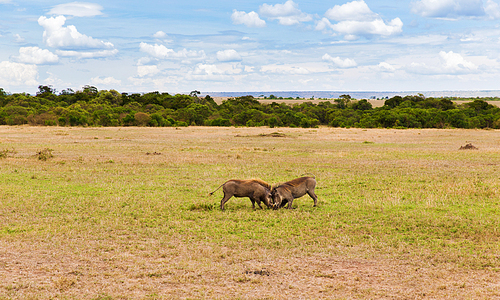 animal, nature and wildlife concept - warthogs fighting in maasai mara national reserve savannah at africa