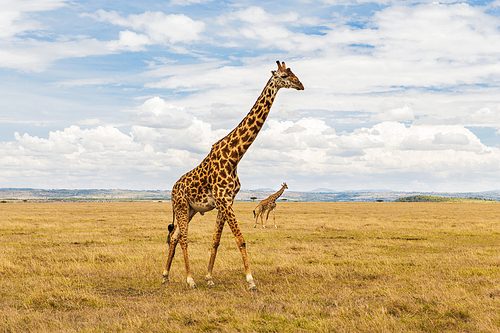 animal, nature and wildlife concept - giraffes in maasai mara national reserve savannah at africa