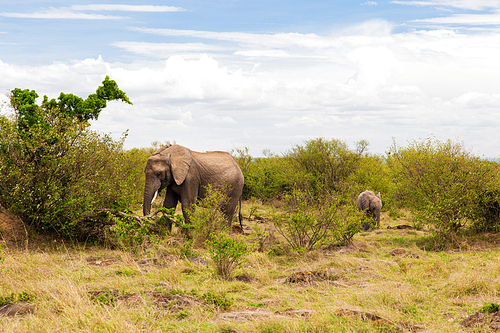 animal, nature and wildlife concept - elephant with baby or calf walking in maasai mara national reserve savannah at africa