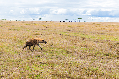 animal, nature and wildlife concept - hyena hunting in maasai mara national reserve savannah at africa