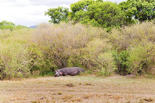 animal, nature and wildlife concept - hippo lying in maasai mara national reserve at africa