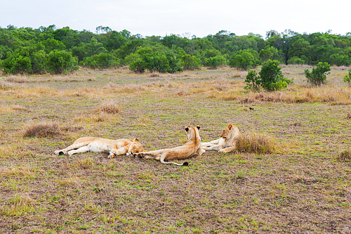 animal, nature and wildlife concept -  of lions resting in maasai mara national reserve savannah at africa