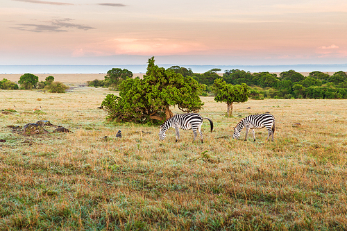 animal, nature and wildlife concept - herd of zebras grazing in maasai mara national reserve savannah at africa
