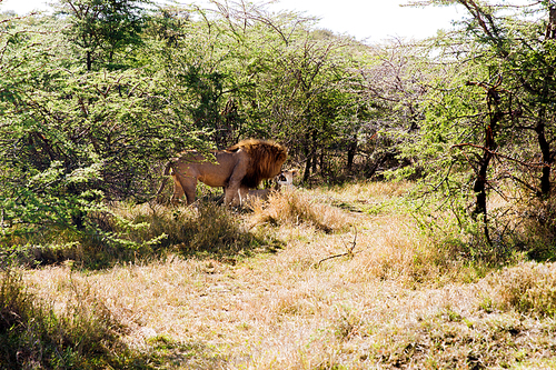 animal, nature and wildlife concept -  of lions resting in maasai mara national reserve savannah at africa