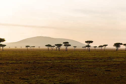 nature, landscape and wildlife concept - acacia trees in maasai mara national reserve savannah at africa