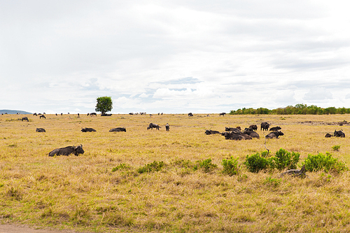 animal, nature and wildlife concept - buffalo bulls grazing in maasai mara national reserve savannah at africa