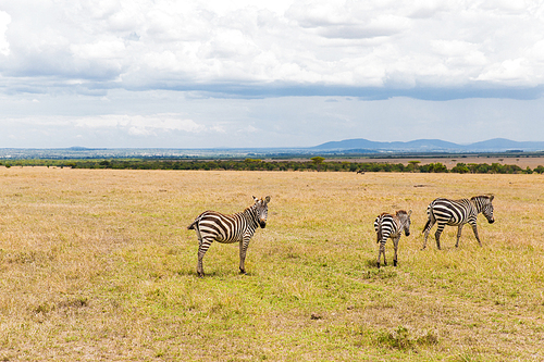 animal, nature and wildlife concept - herd of zebras grazing in maasai mara national reserve savannah at africa