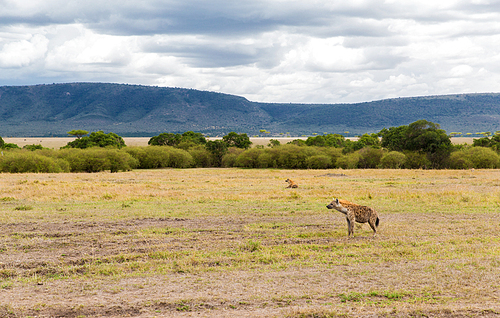 animal, nature and wildlife concept - clan of hyenas in maasai mara national reserve savannah at africa