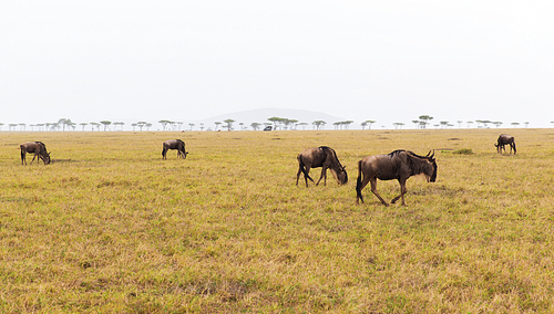 animal, nature and wildlife concept - wildebeests grazing in maasai mara national reserve savannah at africa