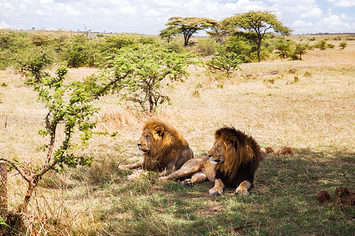 animal, nature and wildlife concept - male lions resting in maasai mara national reserve savannah at africa