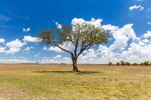 nature, landscape and wildlife concept - acacia tree in maasai mara national reserve savannah at africa