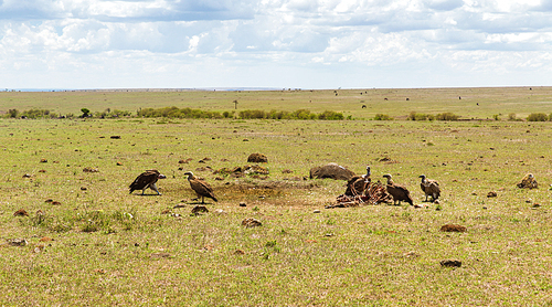 birds of prey, nature and wildlife concept - griffon vultures eating carrion in maasai mara national reserve savannah at africa