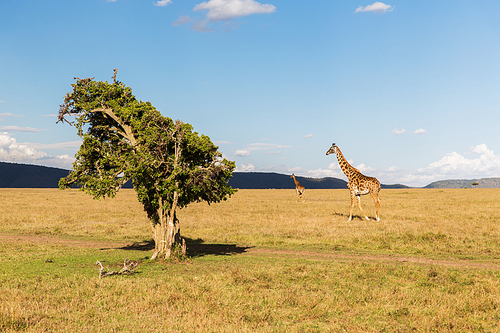 animal, nature and wildlife concept - group of giraffes in maasai mara national reserve savannah at africa