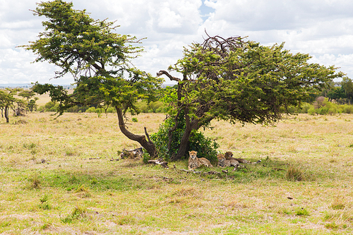 animal, nature and wildlife concept - cheetahs lying under tree in maasai mara national reserve savannah at africa