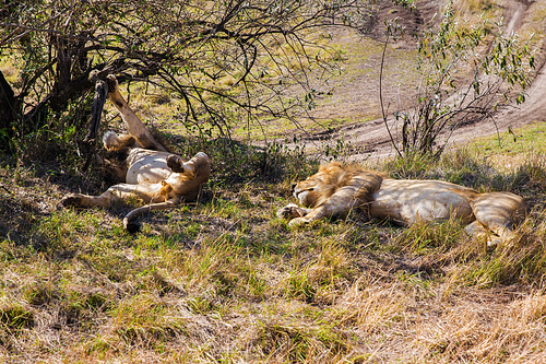 animal, nature and wildlife concept - male lions resting in maasai mara national reserve savannah at africa