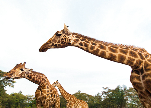animal, nature and wildlife concept - giraffes at national reserve or park in africa