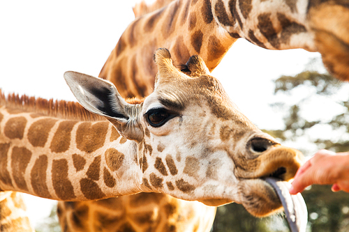 animal, nature and wildlife concept - hand feeding giraffe in africa