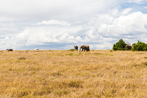 nature and wildlife concept - elephants and other animals in maasai mara national reserve savannah at africa