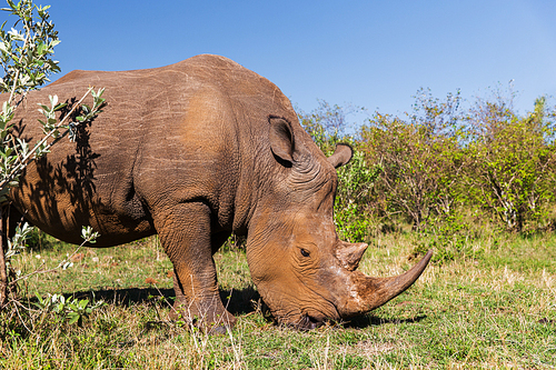animal, nature, fauna and wildlife concept - rhino grazing in savannah at africa
