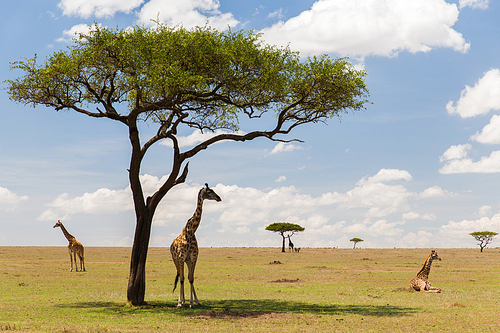 animal, nature and wildlife concept - group of giraffes in maasai mara national reserve savannah at africa