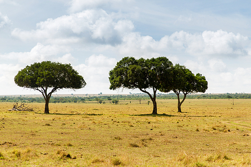 nature, landscape and wildlife concept - acacia trees in maasai mara national reserve savannah at africa