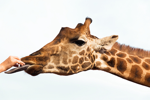 animal, nature and wildlife concept - hand feeding giraffe in africa