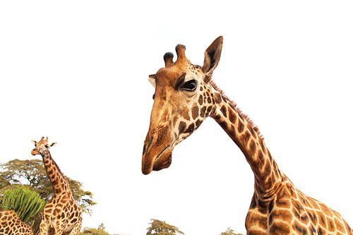 animal, nature and wildlife concept - giraffes in africa