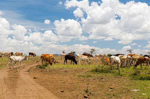 animal, nature and wildlife concept - cows grazing in savannah at africa