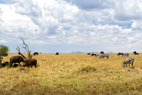 animal, nature and wildlife concept - group of different herbivore animals in maasai mara national reserve savannah at africa