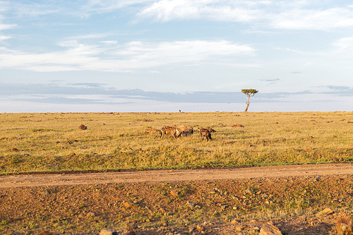 animal, nature and wildlife concept - clan of hyenas eating carrion or prey in maasai mara national reserve savannah at africa