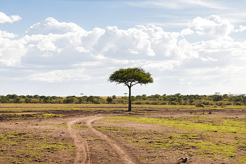 nature, landscape and wildlife concept - acacia tree in maasai mara national reserve savannah at africa