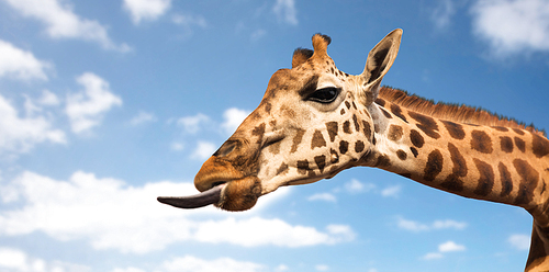 animal, nature and wildlife concept - giraffe showing tongue