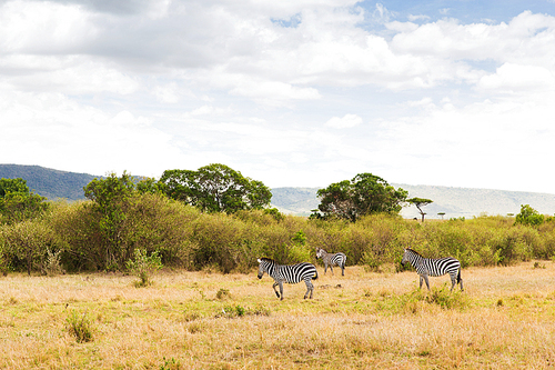 animal, nature and wildlife concept - herd of zebras grazing in maasai mara national reserve savannah at africa