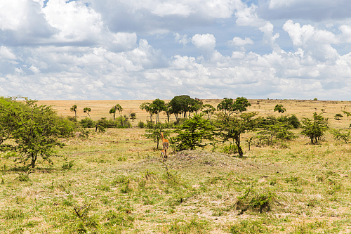 animal, nature and wildlife concept - impala or antelope with calf grazing in maasai mara national reserve savannah at africa