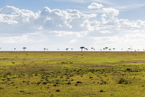 nature, landscape and wildlife concept - acacia tree in maasai mara national reserve savannah at africa