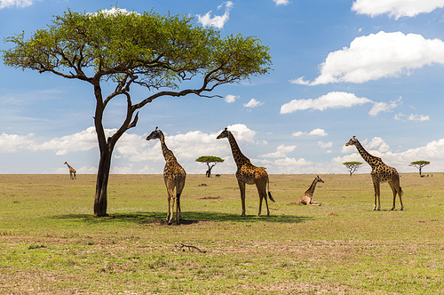 animal, nature and wildlife concept - group of giraffes in maasai mara national reserve savannah at africa