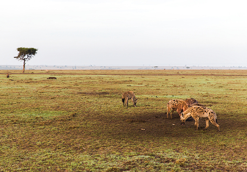 animal, nature and wildlife concept - clan of hyenas in maasai mara national reserve savannah at africa