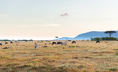 animal, nature and wildlife concept - group of different herbivore animals in maasai mara national reserve savannah at africa