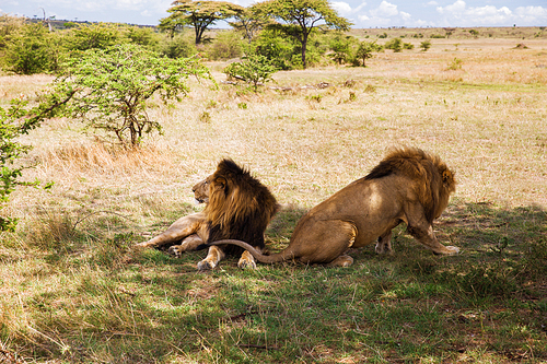animal, nature and wildlife concept - male lions resting in maasai mara national reserve savannah at africa
