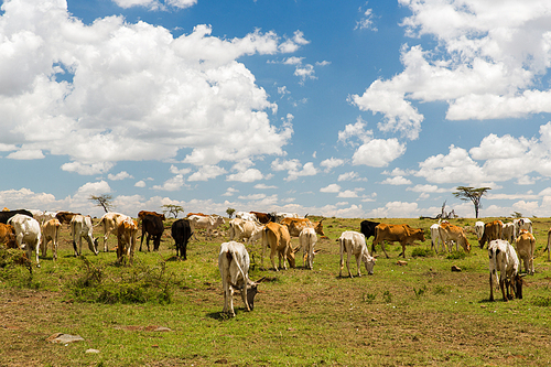 animal, nature and wildlife concept - cows grazing in savannah at africa